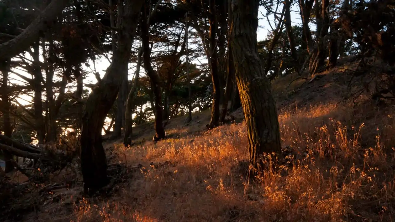 the last light